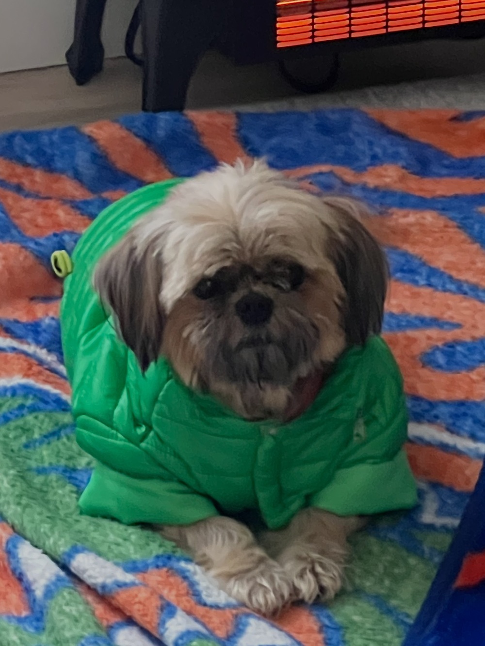 Dog Green Hooded Jacket